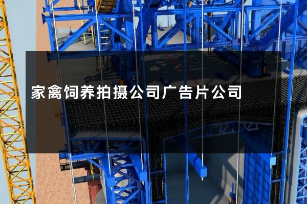 家禽饲养拍摄公司广告片公司
